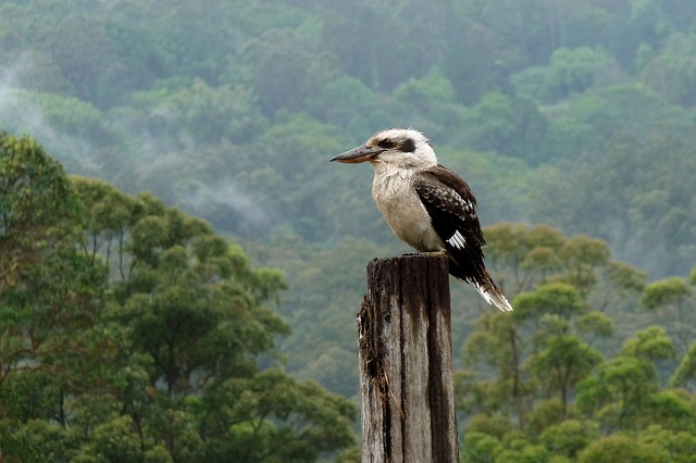 Kookaburra sits on a post